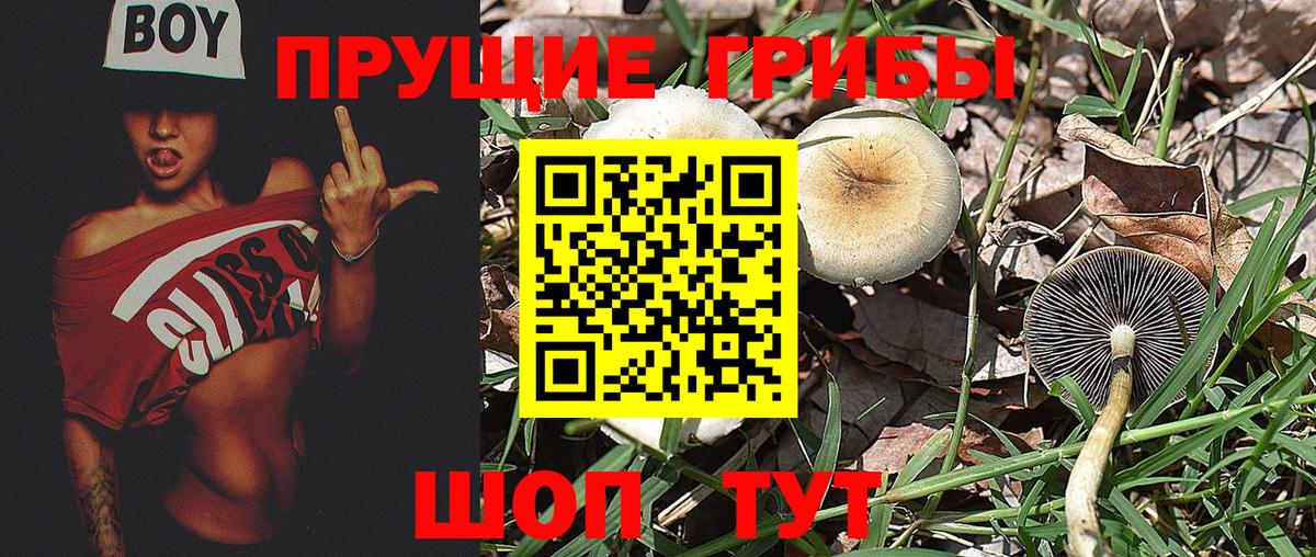 Галлюциногенные грибы Psilocybine cubensis  Вход с VPN  Верхняя Пышма 